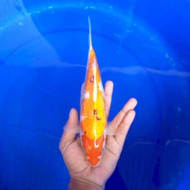 e. Sanke Kuning || 27 cm