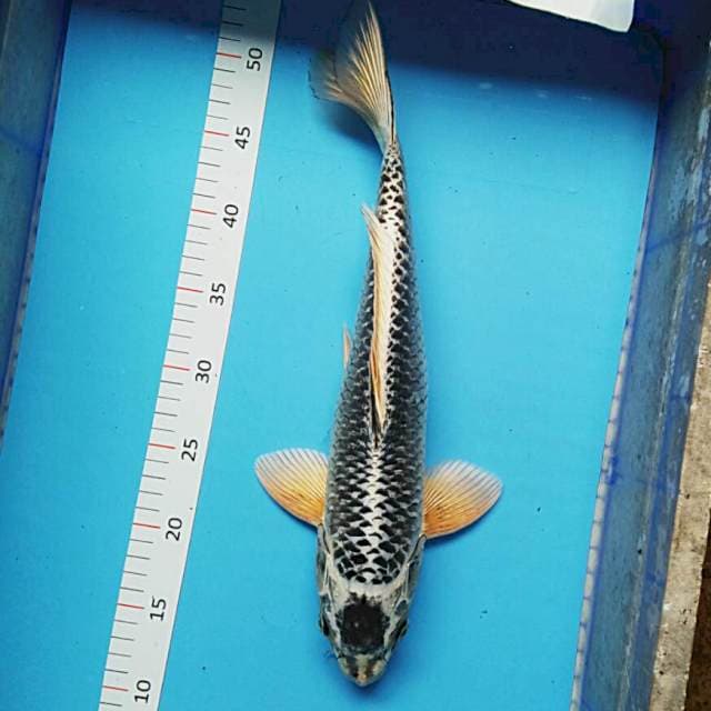 Kin matsuba 40cm male