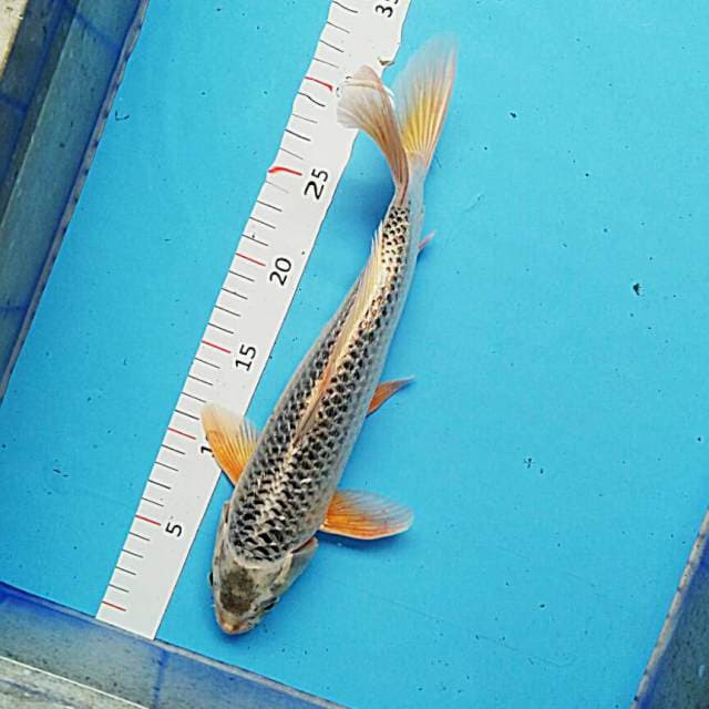 Kin matsuba ginrin male 32cm