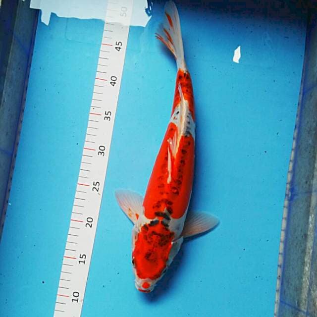 Kujaku doit 38cm male