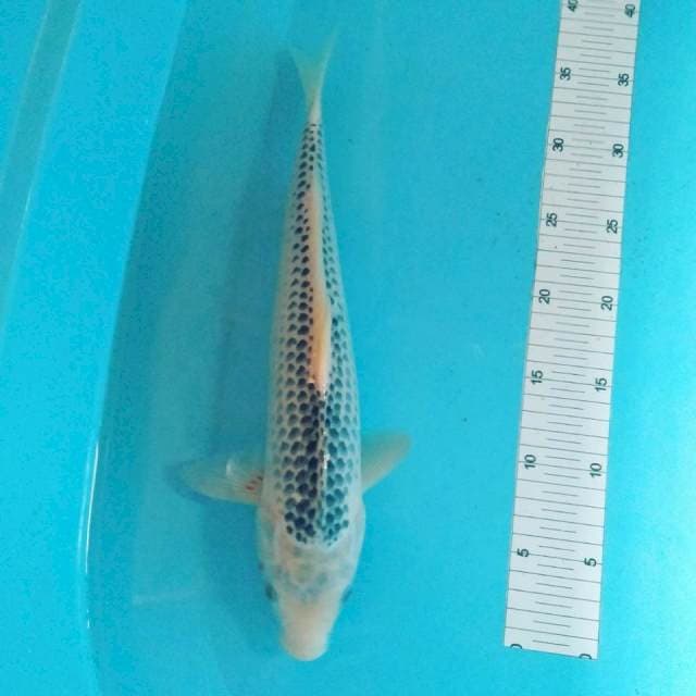 Ashagi 37cm male