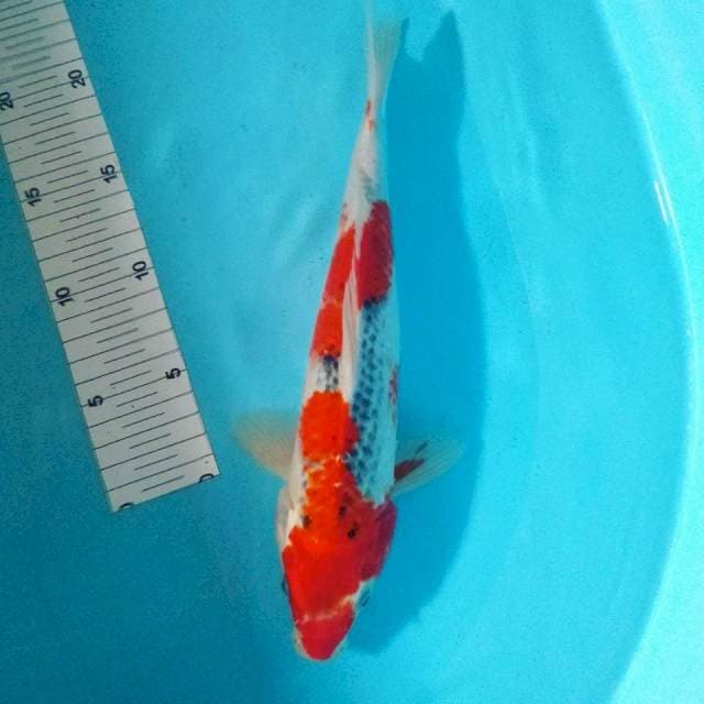 Ghosiki strong 27cm