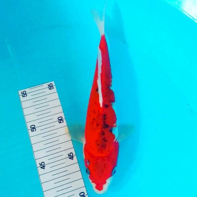 Ghosiki 25cm