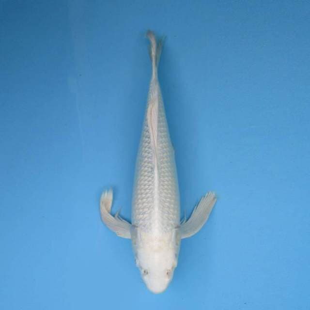 42cm Butterfly Kiumpai