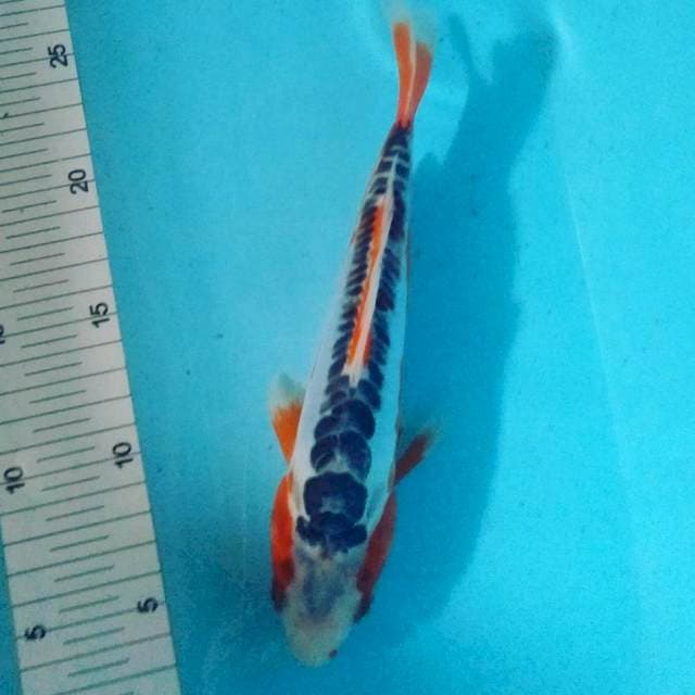 Shusui 24cm