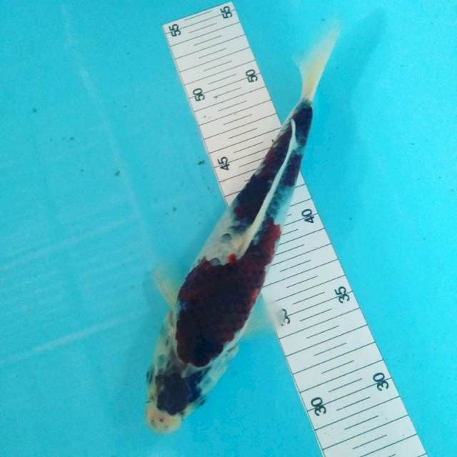 Maruten goromo 26cm 