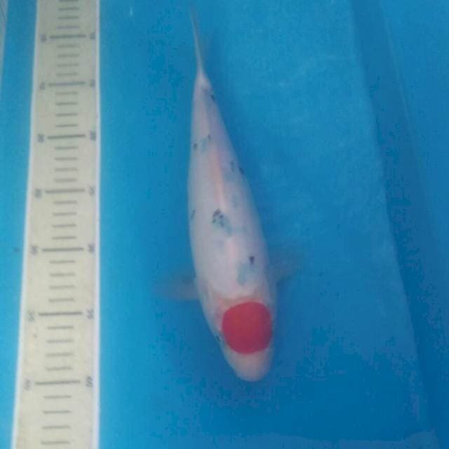 Tancho Sanke 30 cm