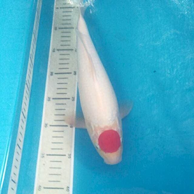 Tancho Kohaku, male 33 cm