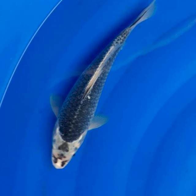 Antik 27 cm