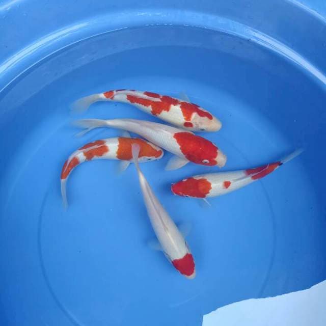 Kohaku 25-29cm