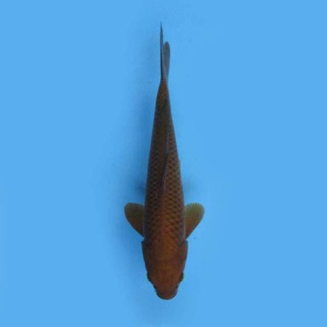 30cm Chagoi