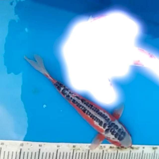 Shusui 40cm