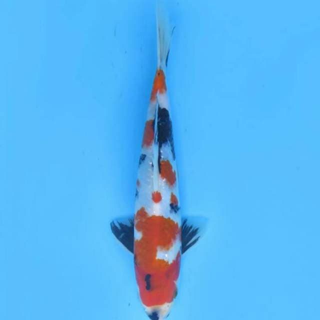 24cm , Showa Sanshoku Halus 