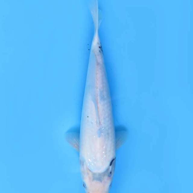 28cm , Shiro Utsuri Tategoi