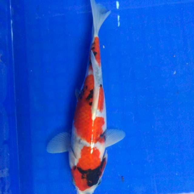 Jack sparow 24cm