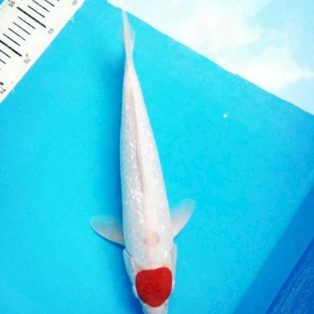 Tancho kohaku gindrin 35cm