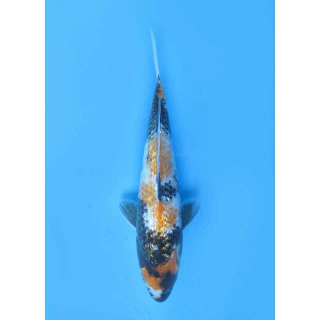 Ki Showa Full Ginrin - 25cm