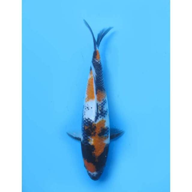 Showa Tategoi - 24cm