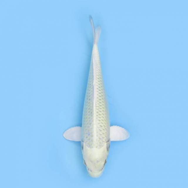 32cm Platinum Ogon