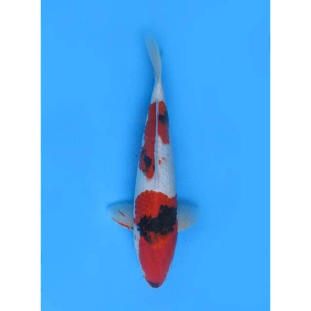 Red Jumbo Showa - 37cm