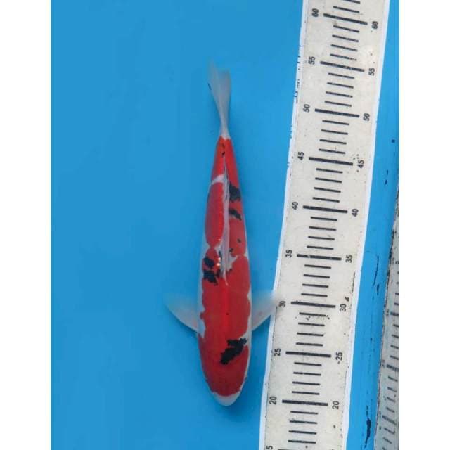 Sanke Doitsu Murni - 25cm