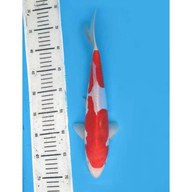 Kohaku Doitsu Murni - 34cm