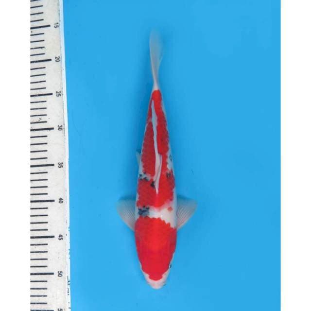 Sanke Jumbo Tosai - 30cm