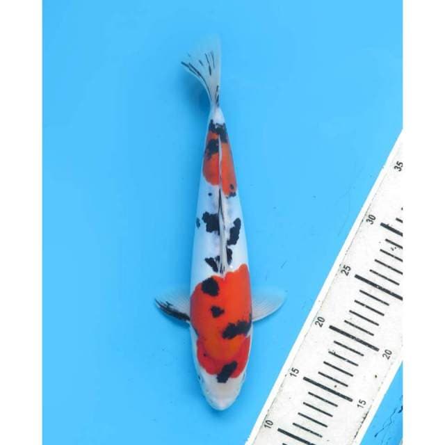 Sanke Doitsu Murni Antik - 29cm