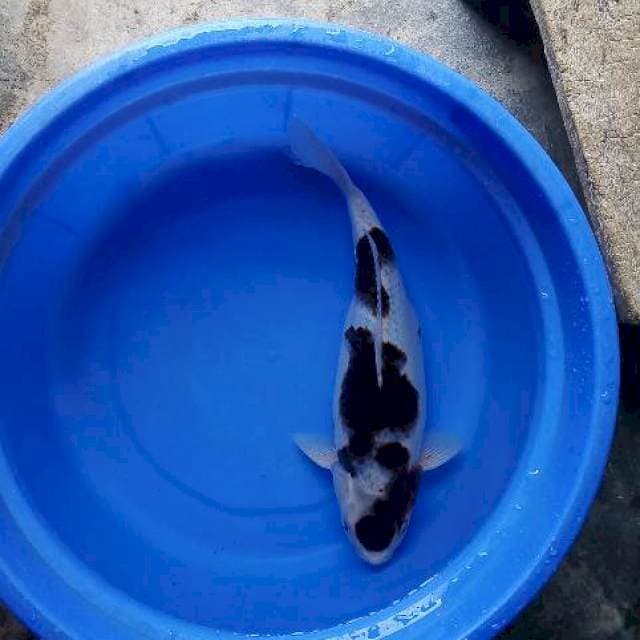 Budogoromo 36cm