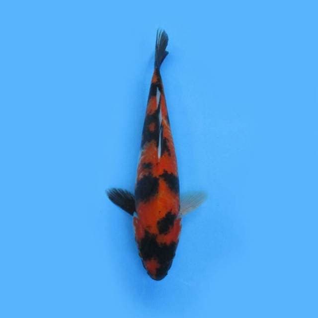 32cm Hi Showa