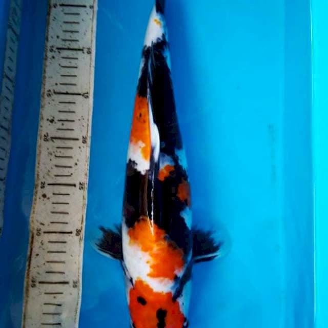 Maruten Showa 45cm