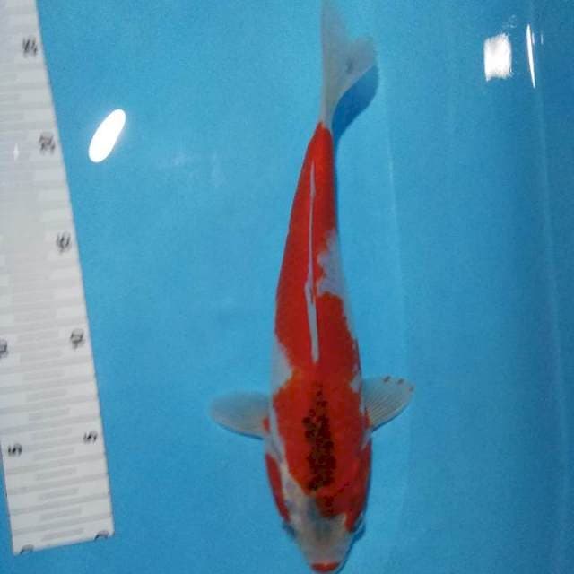 Kuci strong 30cm