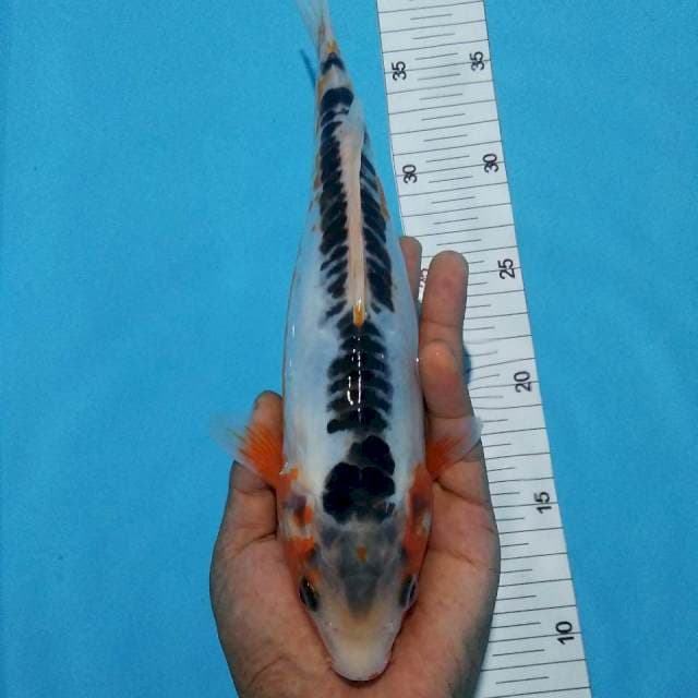 Shusui 27cm