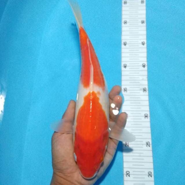 Kohaku 30cm