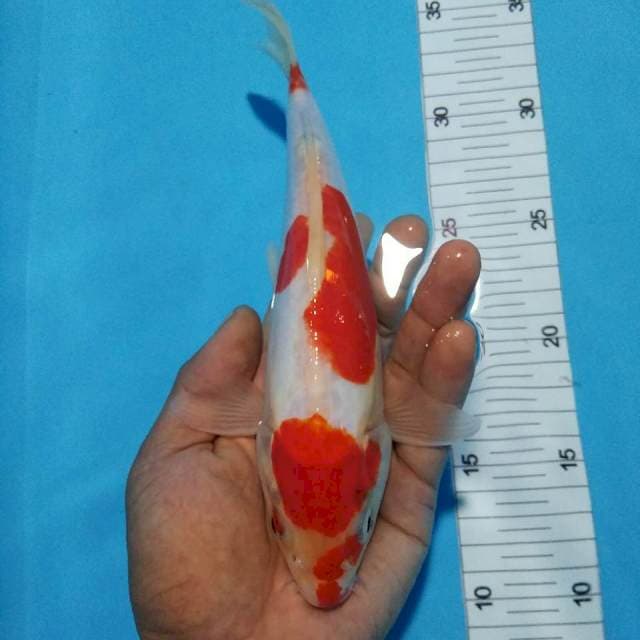 Kohaku doit23cm