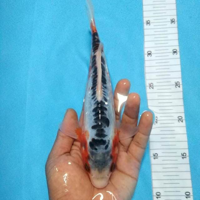 Shusui 24cm