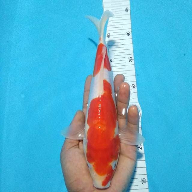 Kohaku door 25cm