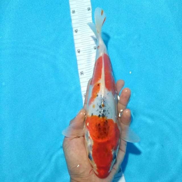 Ghos 30cm