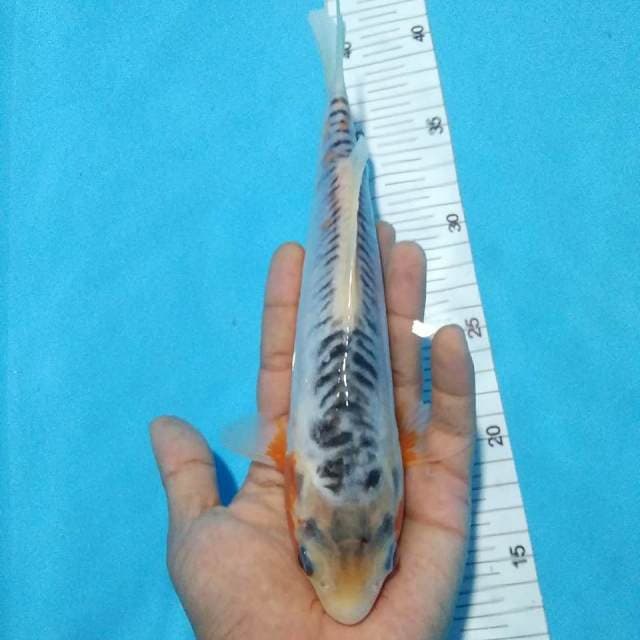 Shusui 25cm