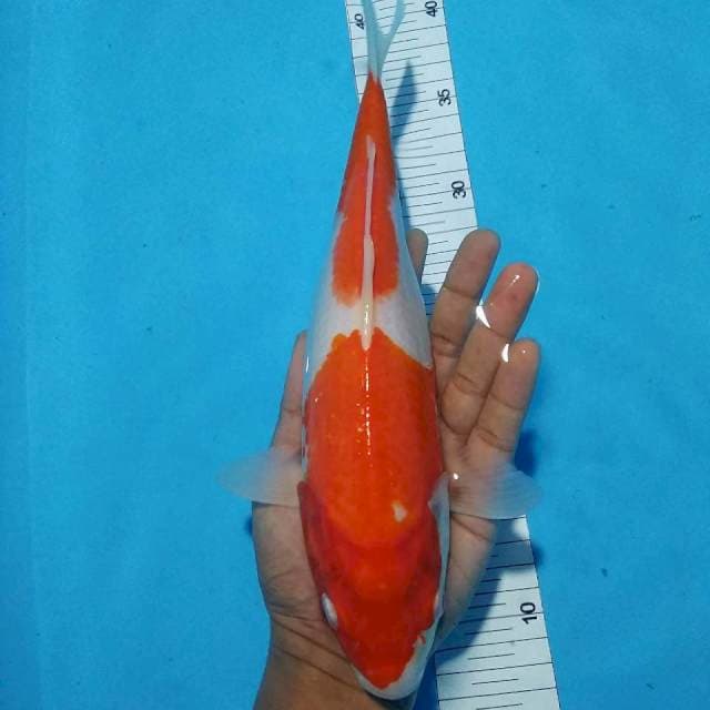 Bidan kohaku 28cm