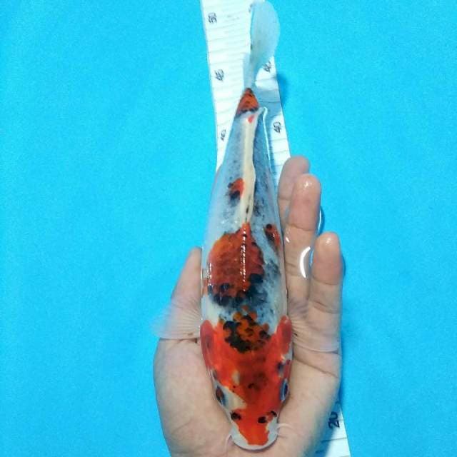 Ghosiiki 25cm