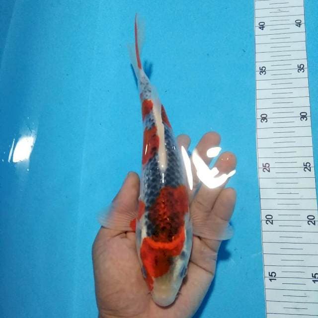 Ghosiki ring rapi 25cm