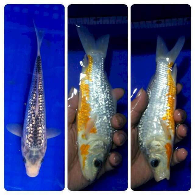 Asanty ginrin 24cm