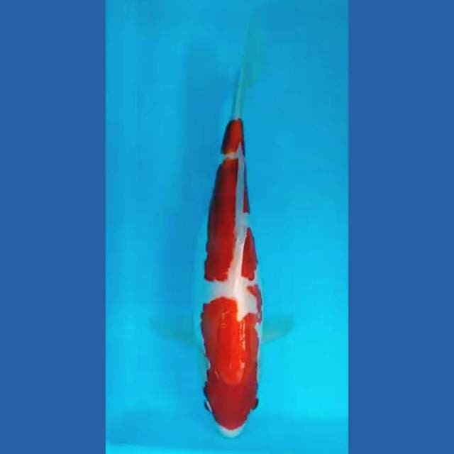 Kohaku 30cm. Female Doitshu Merah Merona