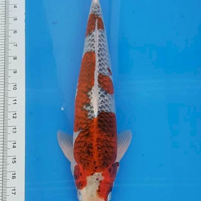 GHOSIKI 47CM
