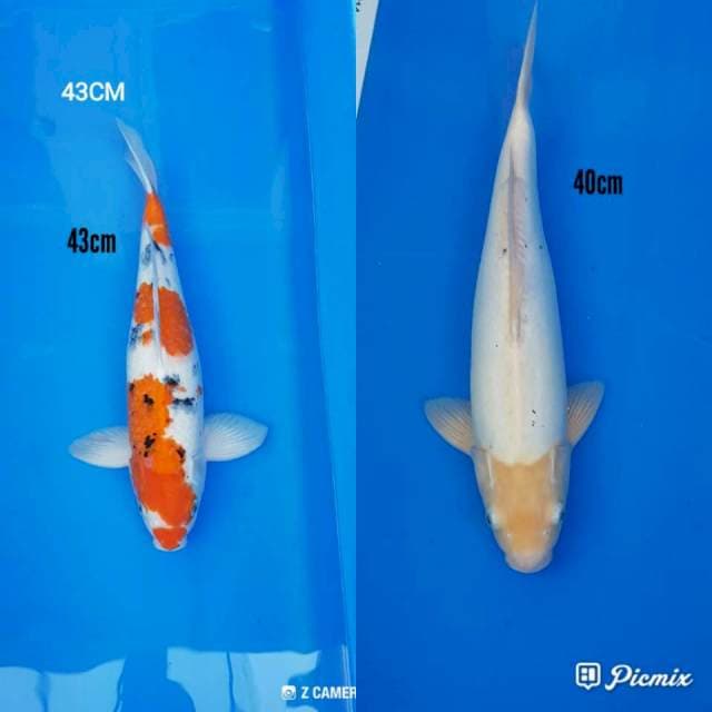 Sanke 43cm n kumonriyu 40