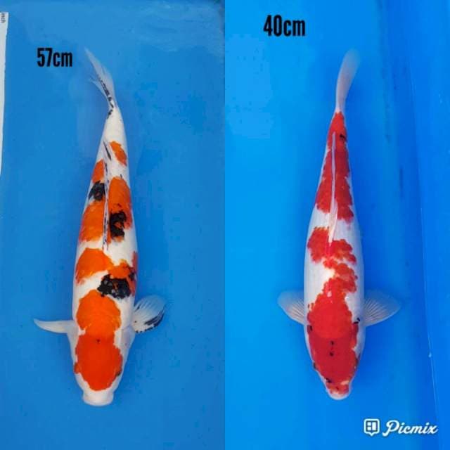 Sanke 57 dan showa 40cm