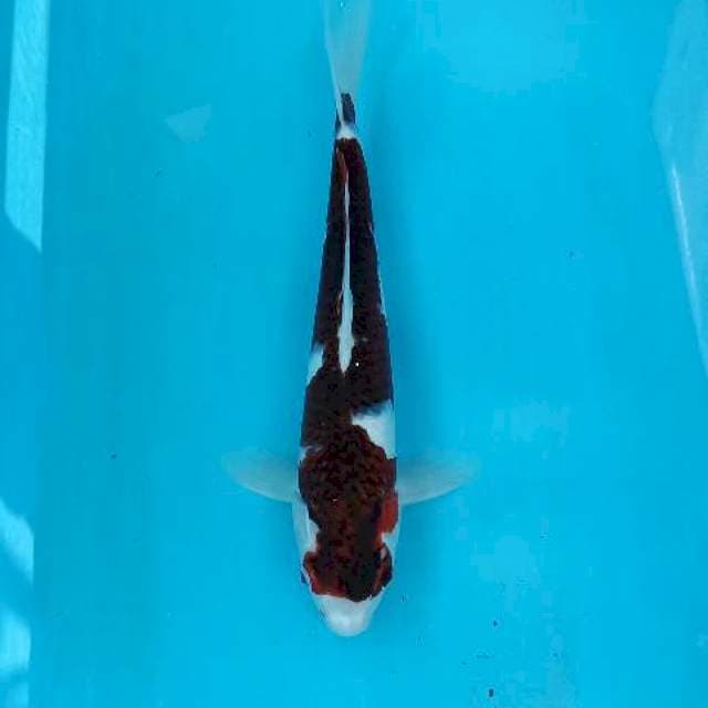Budho goromo