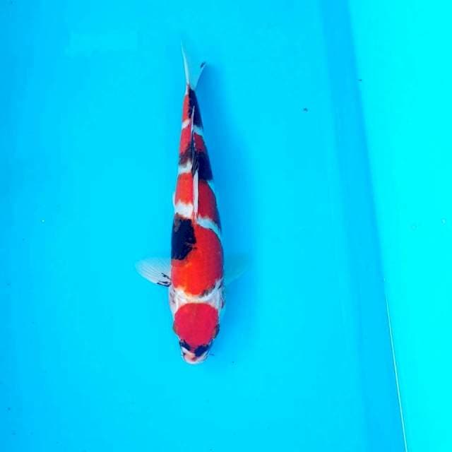maruten showa 30cm