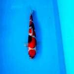 maruten showa 30cm